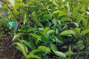 20 Mature Portuguese Laurels in 5l Pots