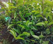40 Mature Portuguese Laurels in 5l Pots