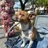 isabellecalmeida