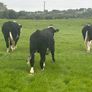 Hereford Bullocks - Forward Stores Image 3