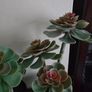 Ikea Plant decor Image 3