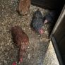 laying hens Image 3