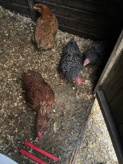 laying hens