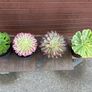 various rare variegated aeoniums Image 7