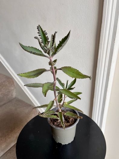 Mother of a thousand plant