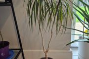 Dragon tree