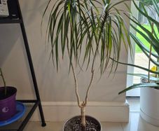 Dragon tree