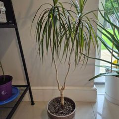 Dragon tree