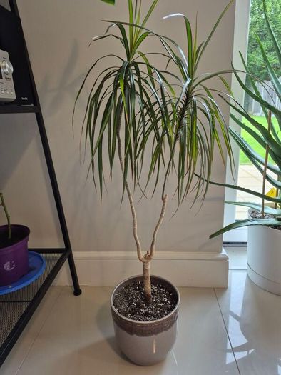 Dragon tree