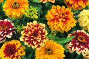 (Z) Zinnia Aztec Sunset Mixed seeds 0.2g (415175)