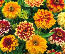 (Z) Zinnia Aztec Sunset Mixed seeds 0.2g (415175)