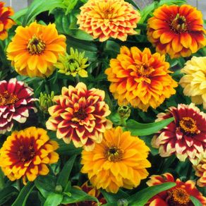 (Z) Zinnia Aztec Sunset Mixed seeds 0.2g (415175)