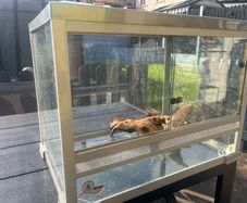 Glass Vivarium