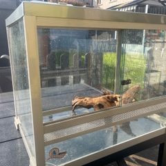 Glass Vivarium