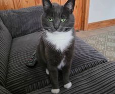 cat