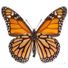Mariposa2013