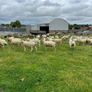 Hoggets Image 5