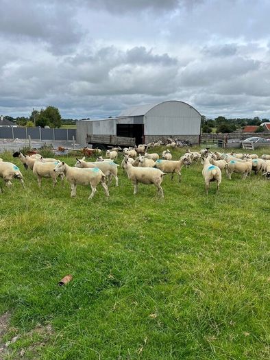 Hoggets