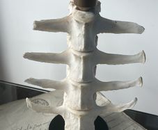 1 Bone Spooky Witch Halloween candle stick holders decoration