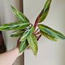 Rare Stromanthe Horticolor Plant Image 5