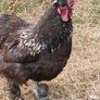 rooster Image 2