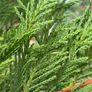 Leylandii 3-4ft Image 3