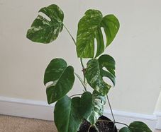 Monstera Albo Variegated - house plant - indoor plant