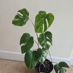 Monstera Albo Variegated - house plant - indoor plant