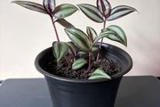 Tradescantia Plant