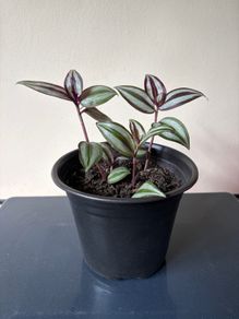 Tradescantia Plant