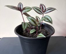Tradescantia Plant