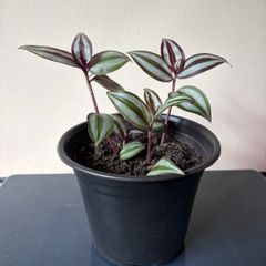 Tradescantia Plant