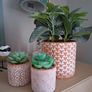Artificial plants Image 2