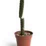 San Pedro Peruvian Torch Cactus Echinopsis peruviana Image 3