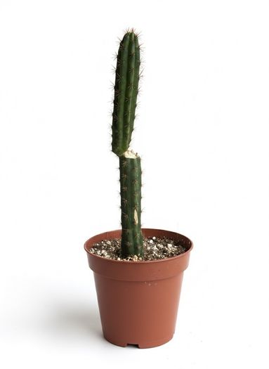 San Pedro Peruvian Torch Cactus Echinopsis peruviana