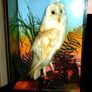 Rare Taxidermy Owl by Rohu & Sons Cork Image 3