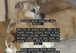 missing dog