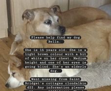 missing dog