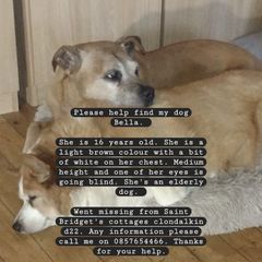 missing dog