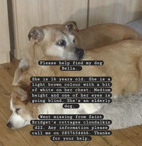 missing dog