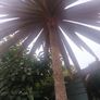 Cabbage palm tree Image 3