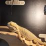 lizard Image 2