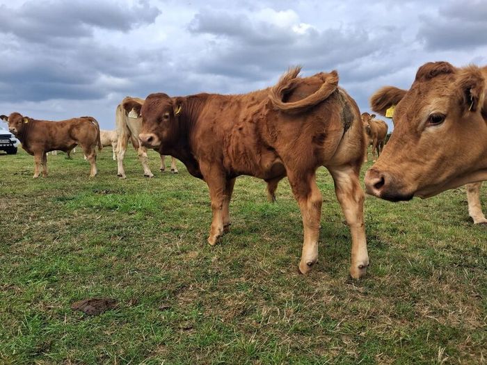 PB  Loyal Limousin Bull,