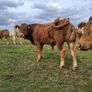 PB  Loyal Limousin Bull, Image 10