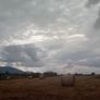 Organic Hay For Sale Image 3
