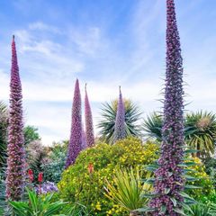 Echium Plants