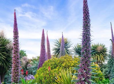 Echium Plants