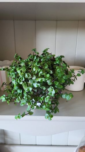 Trailing House Plants.