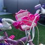 Girls bike Image 7