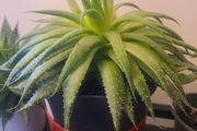 Aloe Vera Plant